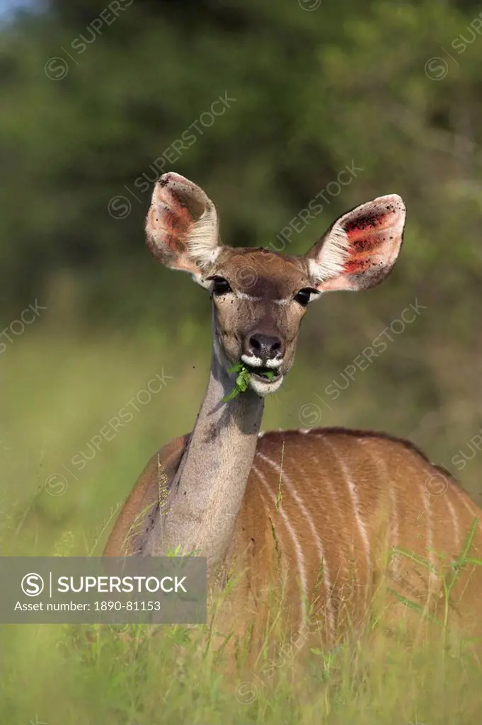 Greater kudu Tragelaphus strepsiceros, female, Kruger National Park, South Africa, Africa