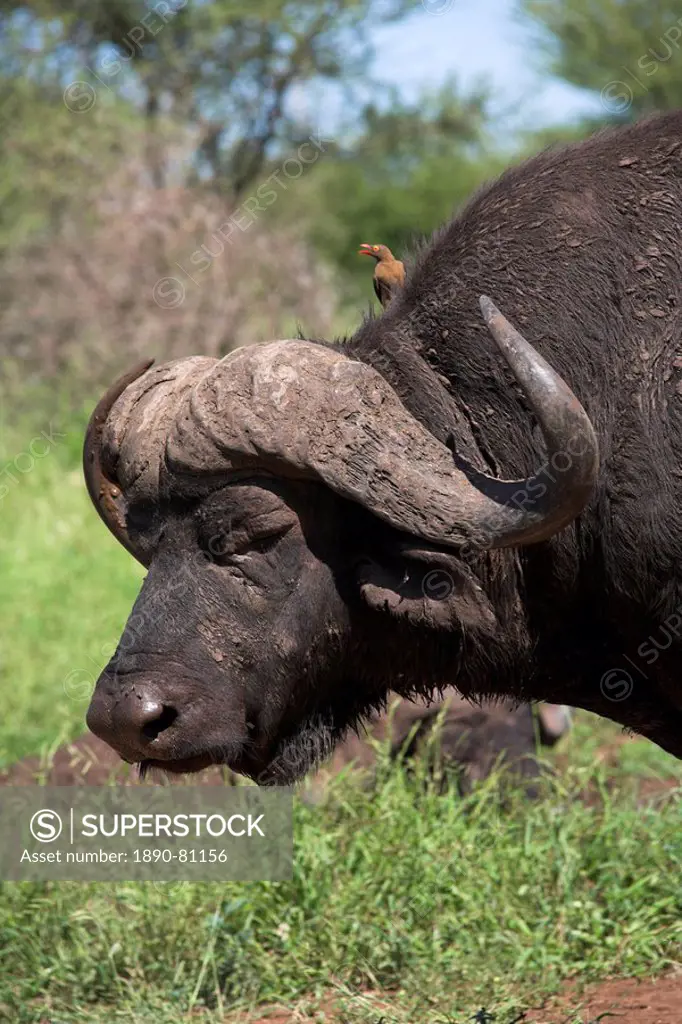 Cape buffalo Syncerus caffer, with redbilled oxpecker, Kruger National Park, South Africa, Africa