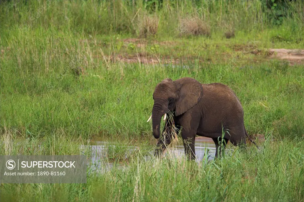 Elephant Loxodonta africana, Kruger National Park, Mpumalanga, South Africa, Africa