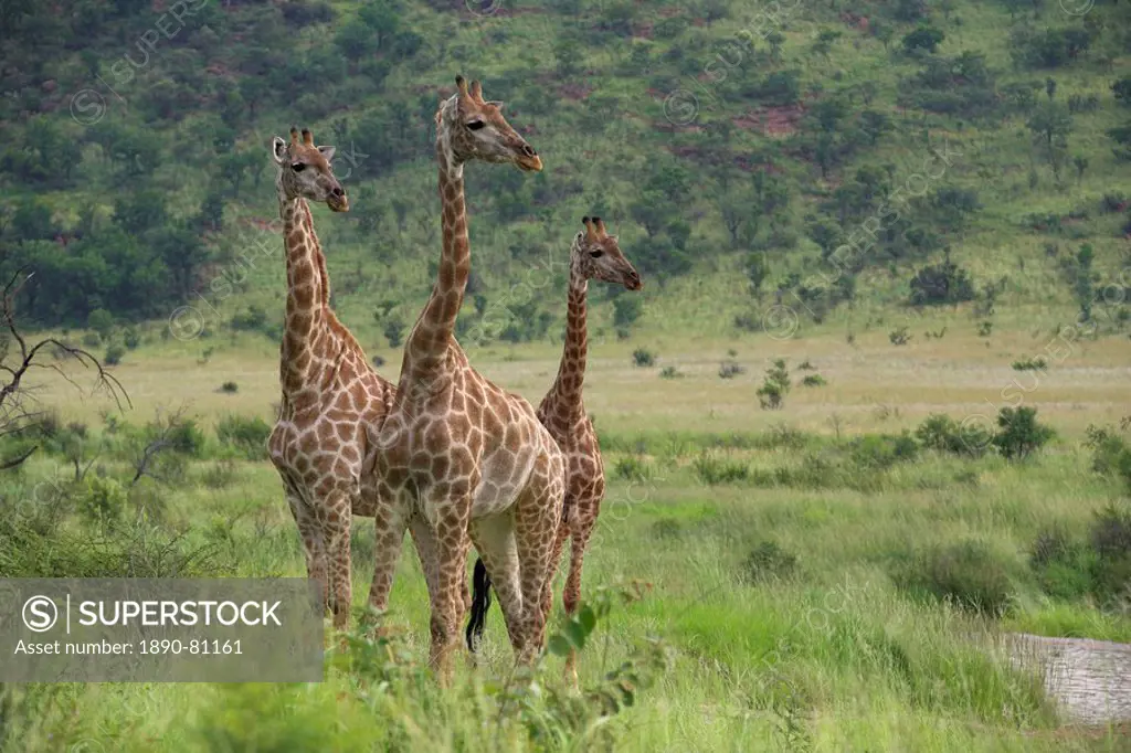 Three giraffes Giraffa camelopardalis, Pilanesberg Game Reserve, North West Province, South Africa, Africa