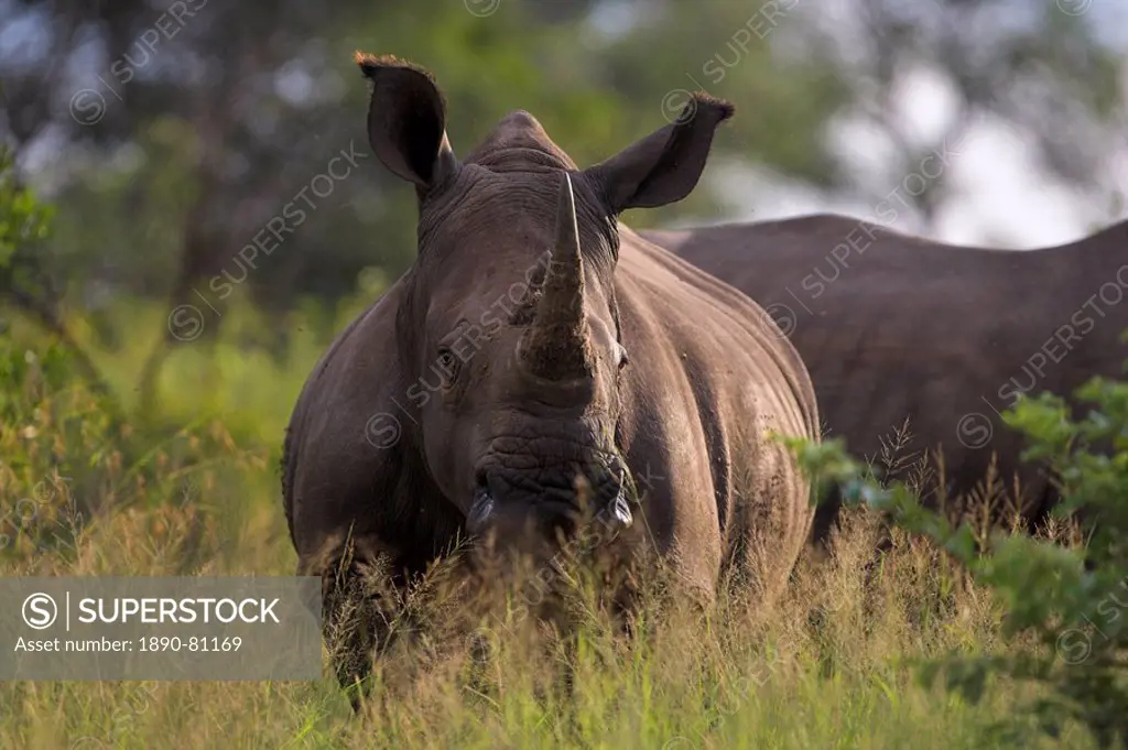 White rhino Ceratotherium simum, Kruger National Park, South Africa, Africa