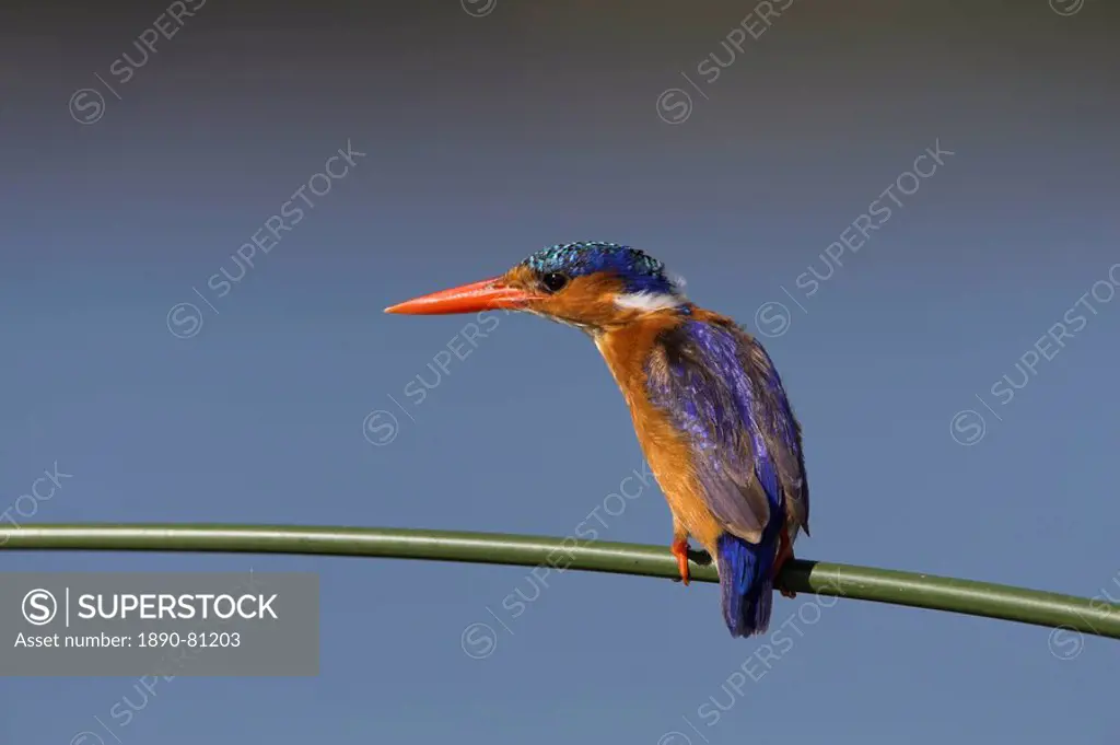 Malachite kingfisher Alcedo cristata, on reed in Kruger National Park, Mpumalanga, South Africa, Africa
