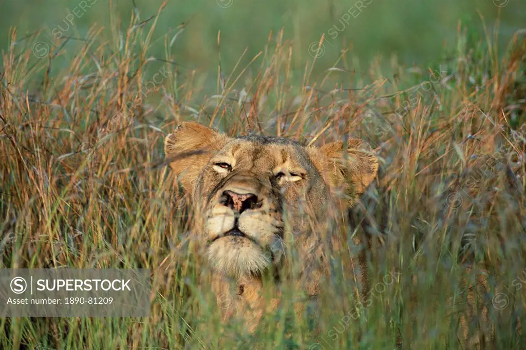 Lioness, Panthera leo, in the grass, Kruger National Park, South Africa, Africa