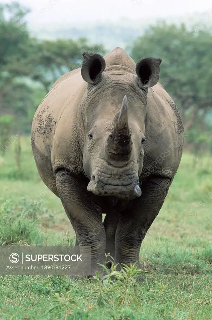White rhinoceros rhino, Ceratotherium simum, Mkuze Nature Reserve, KwaZulu_Natal, South Africa, Africa