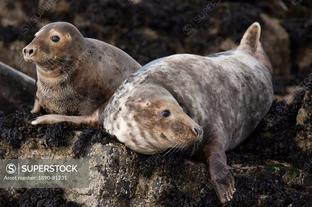 Grey seals Halichoerus grypus, Farne Islands, Seahouses, Northumberland, England, United Kingdom, Europe