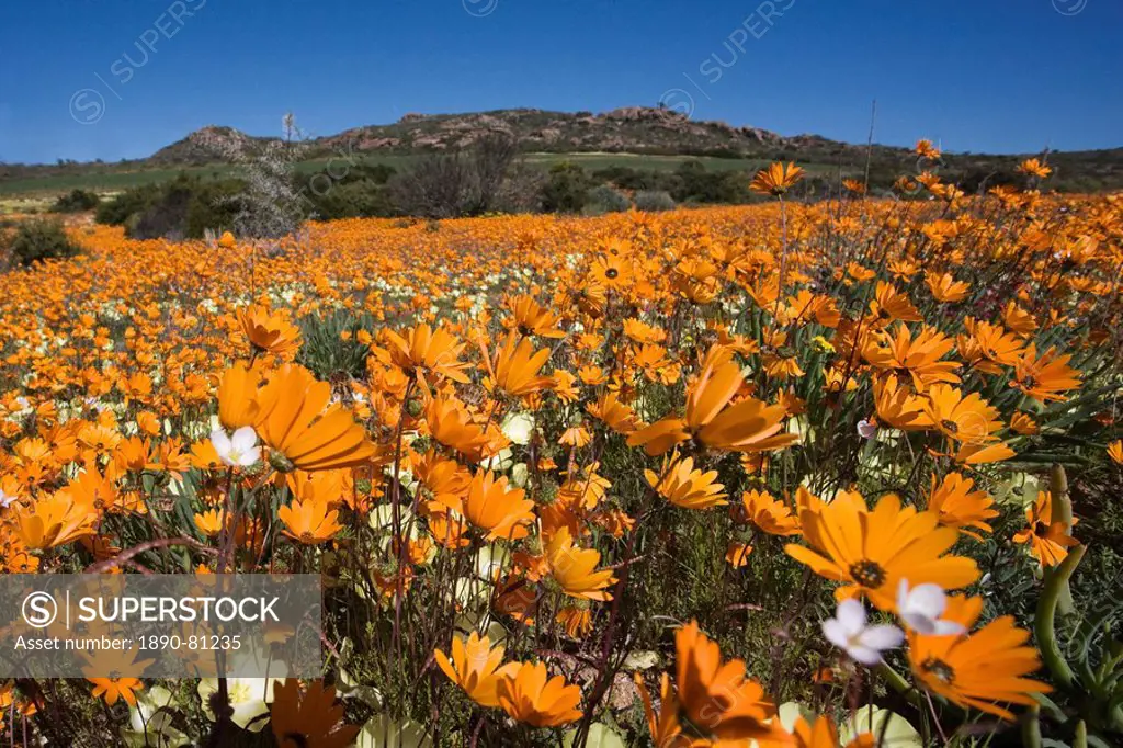Namaqualand daisies Dimorphotheca sinuata, Namaqualand National Park, South Africa, Africa