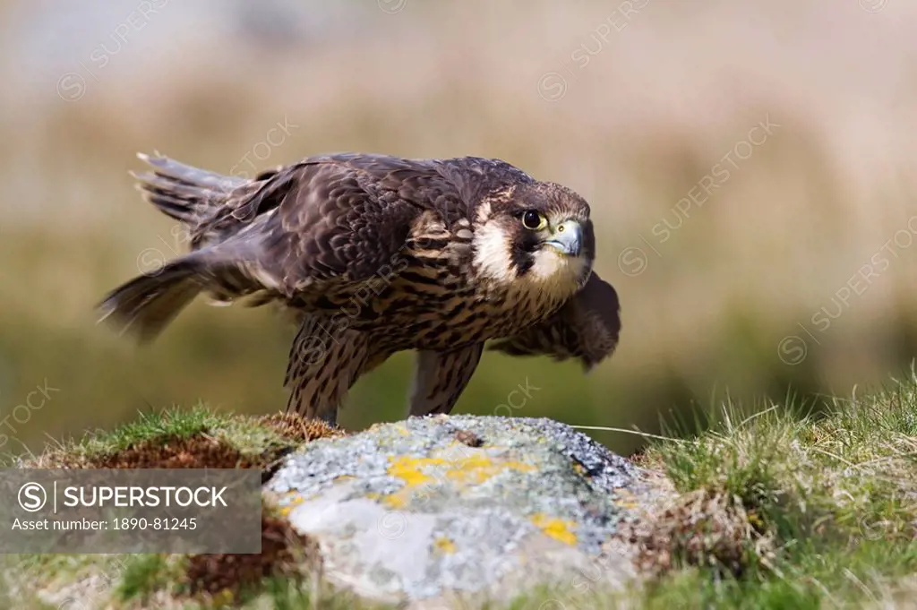 Immature peregrine falcon Falco peregrinus, captive, United Kingdom, Europe
