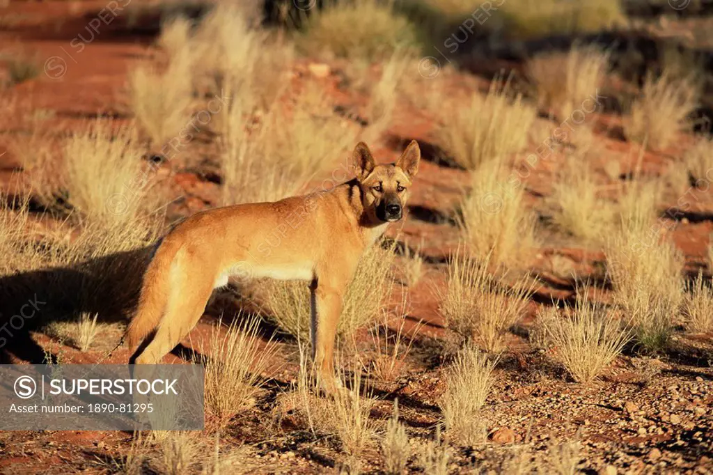 Dingo, Canis familiaris dingo, Red Centre, Northern Territory, Australia, Pacific