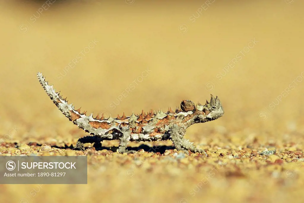 Thorny devil, Moloch horridus, Kalbarri National Park, Western Australia, Australia, Pacific