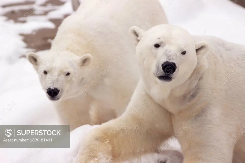 Close_up of two polar bears