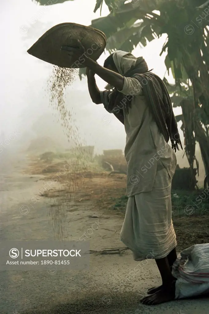 Woman sifting grain, Vaishali, Bihar state, India, Asia