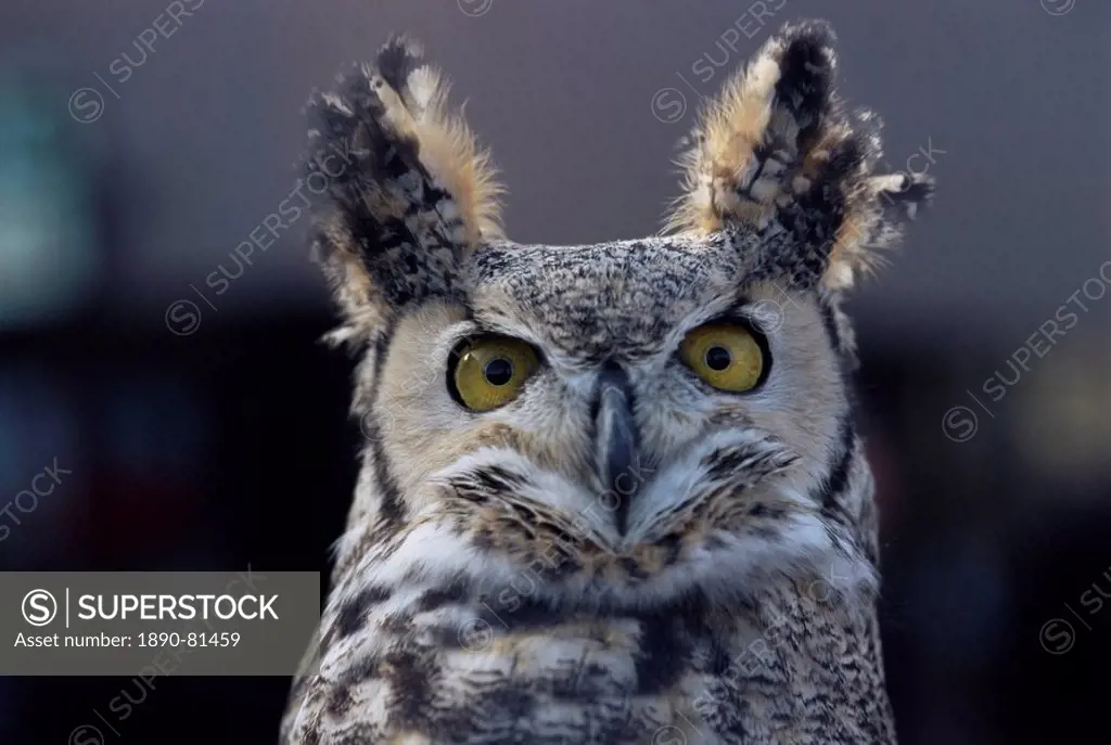 Close_up of a greeat horned owl, Bubo Virginiarius, Colorado, United States of America, North America