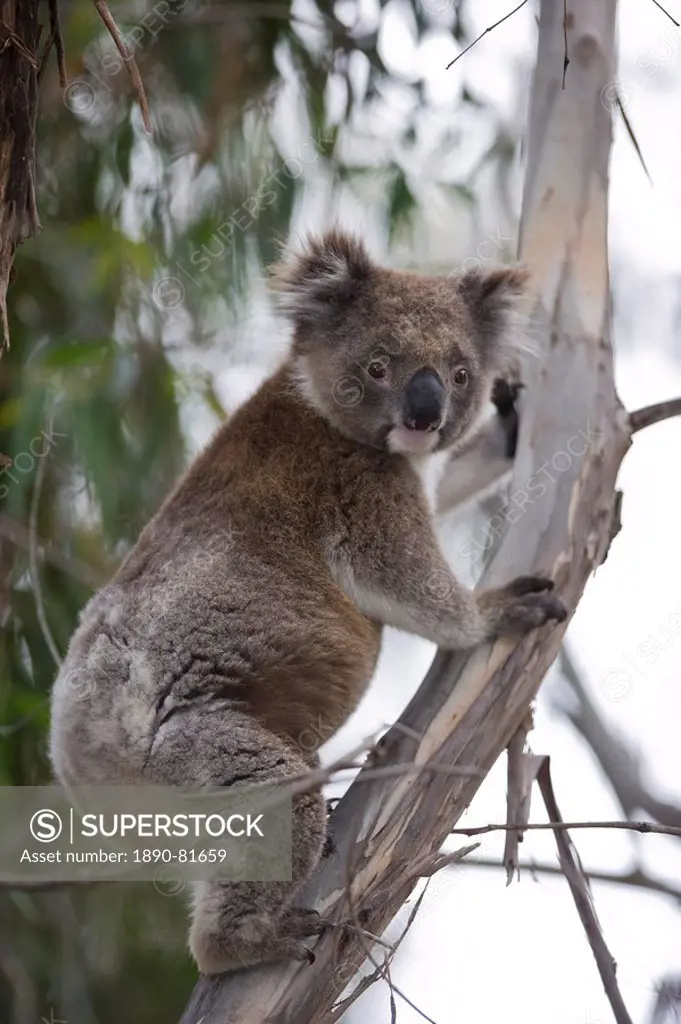 Koala Phascolarctos cinereus, Kangaroo Island, South Australia, Australia, Pacific