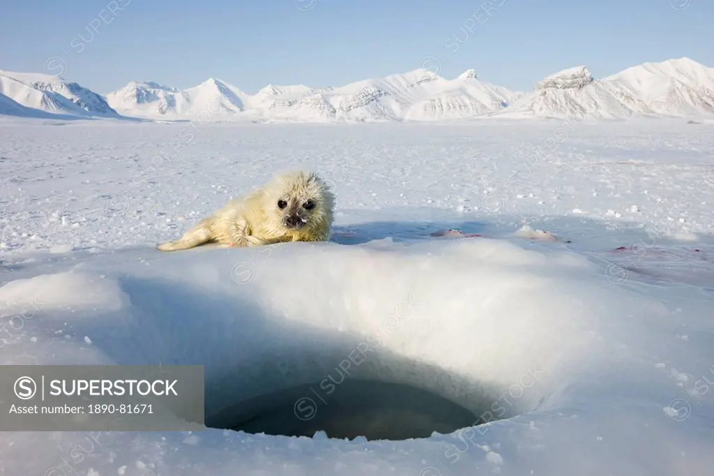 Ringed seal Phoca hispida pup, Billefjord, Svalbard, Spitzbergen, Arctic, Norway, Scandinavia, Europe