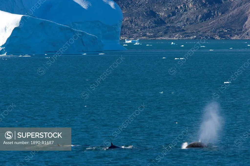 Minke whales Balaenoptera acutorostrata, Ummannaq, Greenland, Polar Regions