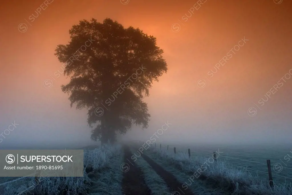 Tree in the morning fog, Bielefeld, Nordrhein Westfalen, Germany