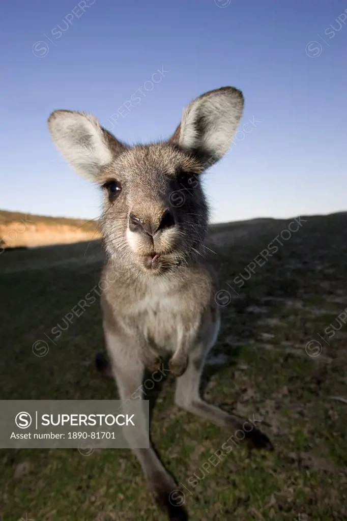Eastern Grey Kangaroo, Macropus giganteus, Pebbly Beach, Marramarang N.P., New South Wales, Australia