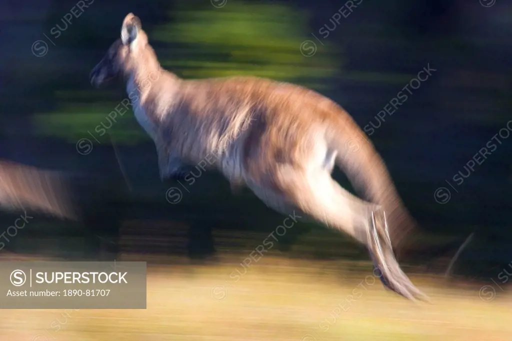 Eastern Grey Kangaroo, Macropus giganteus, Wilsons Promontory, Victoria, Australia