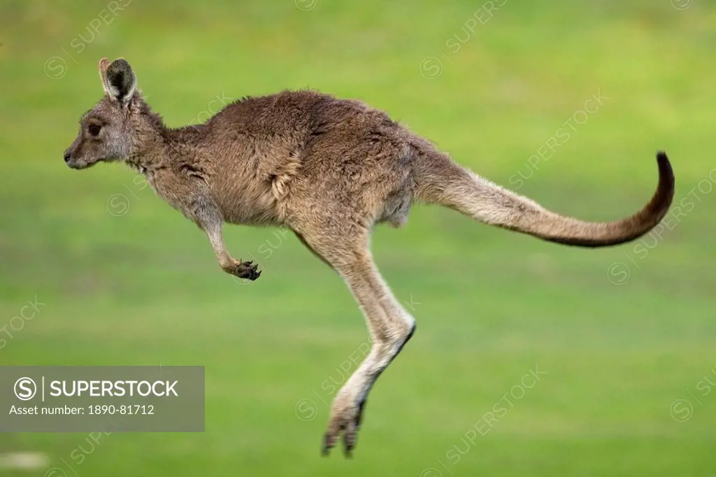 Eastern Grey Kangaroo, Macropus giganteus, Anglesea, Great Ocean Road, Victoria, Australia