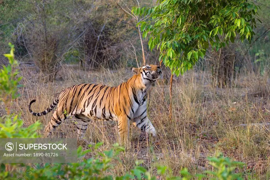Bengal tiger, Panthera tigris, Bandhavgarh, Madhya Pradesh, India