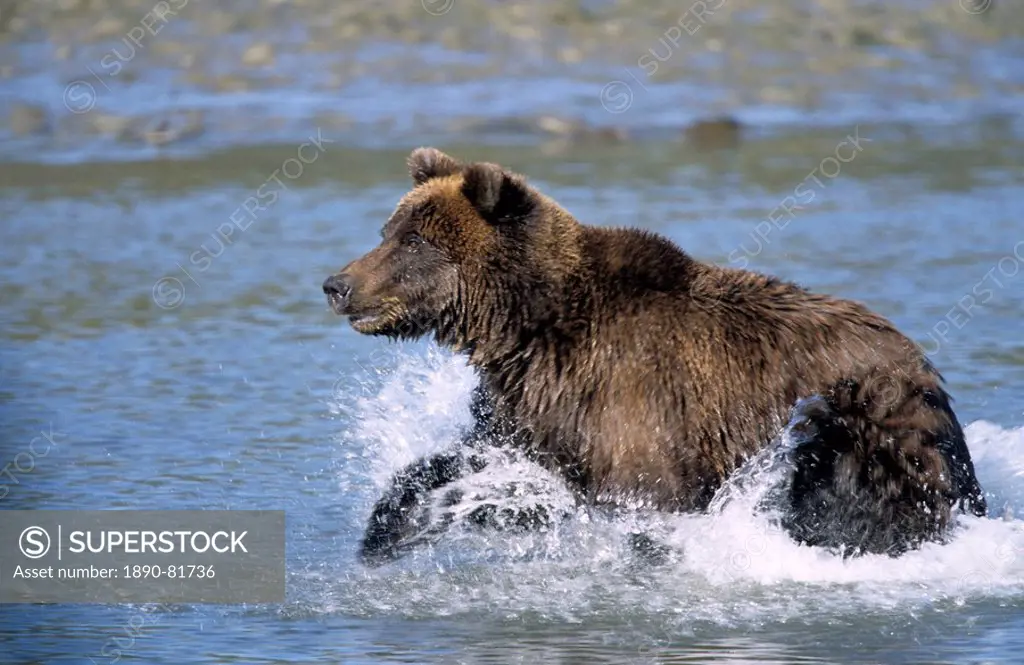 Brown Bear, Ursus arctos, Lake Clark National Park, Alaska, USA