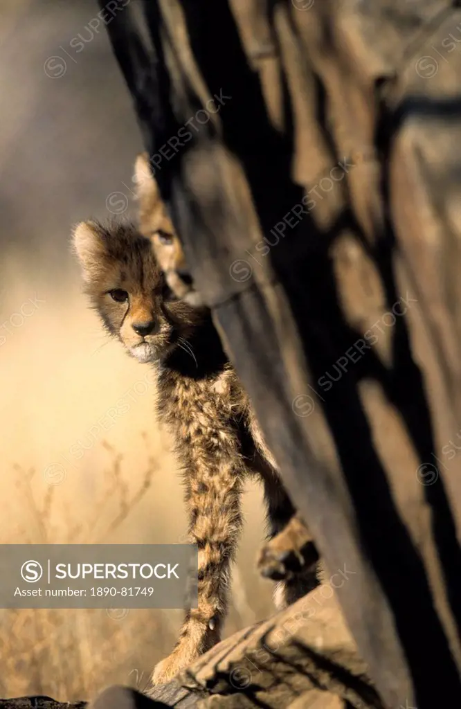 Cheetah, Acinonyx jubatus, Duesternbrook Private Game Reserve, Windhoek, Namibia