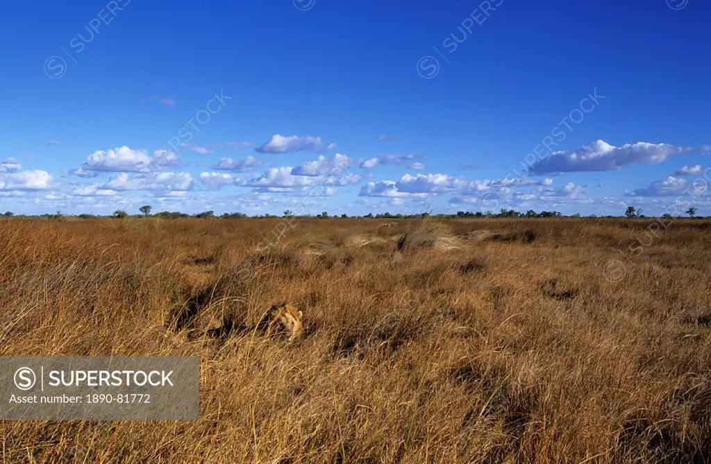Lion, Panthera leo, Savuti, Chobe National Park, Botswana