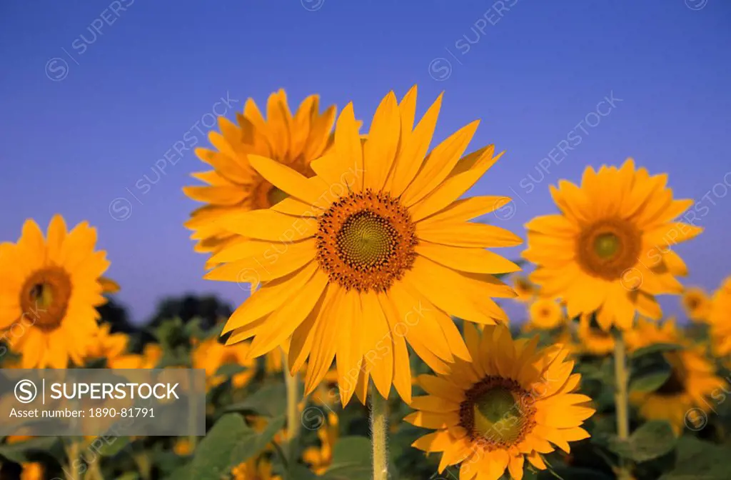 Sunflower, Helianthus spec, Bielefeld, NRW, Germany