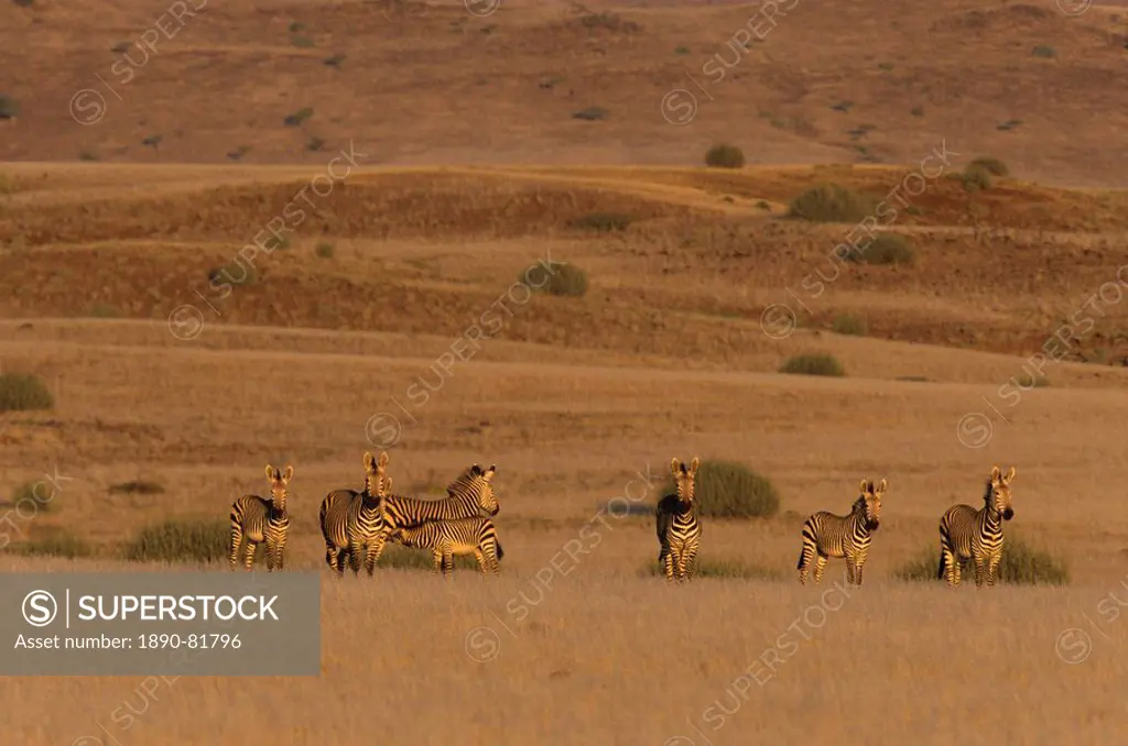 Hartmann´ s Mountain Zebra, Equus zebra hartmannae, Damaraland, Namibia