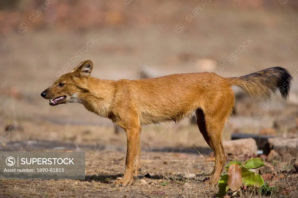 Dhole/Wild Dog, Cuon alpinus, Bandhavgarh N.P., Madhya Pradesh, India