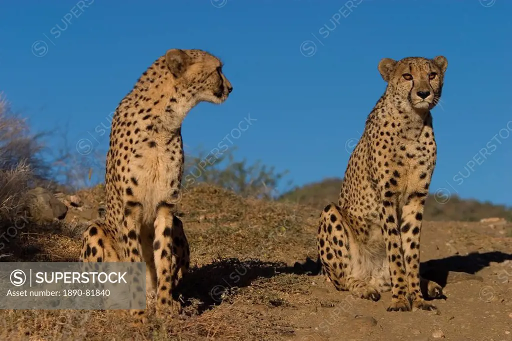 Cheetah, Acinonyx jubatus, Duesternbrook Private Game Reserve, Windhoek, Namibia, Africa