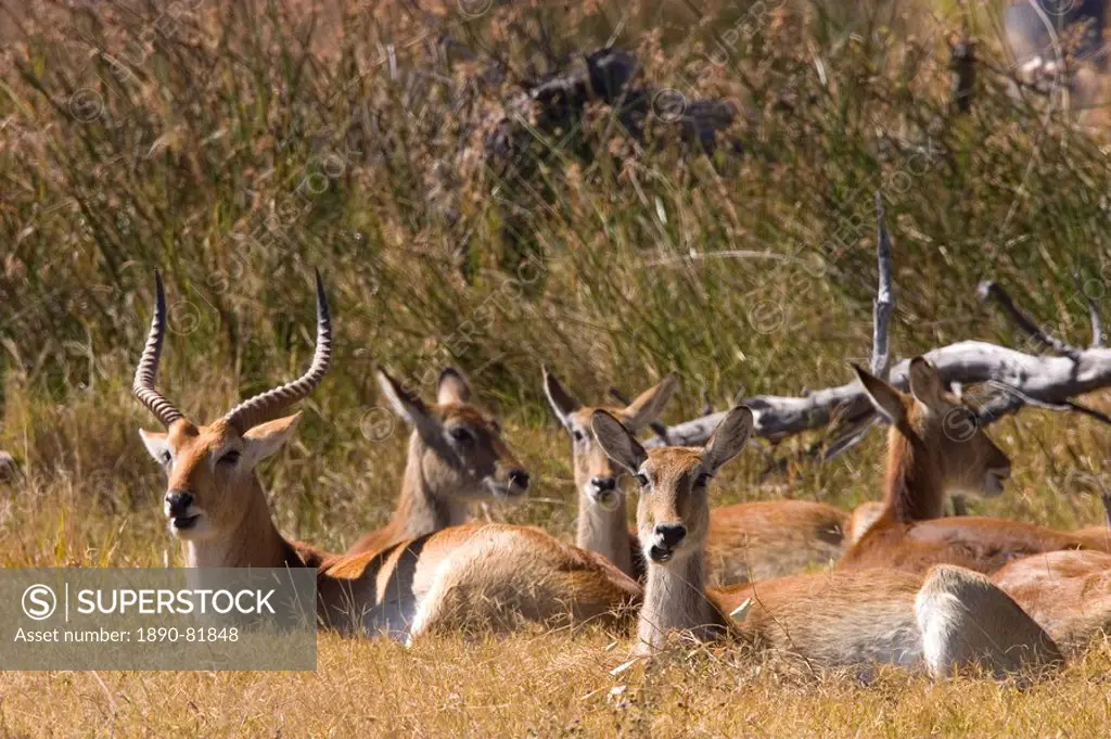 Red lechwe, Kobus leche leche, Moremi Wildlife Reserve, Botswana, Africa