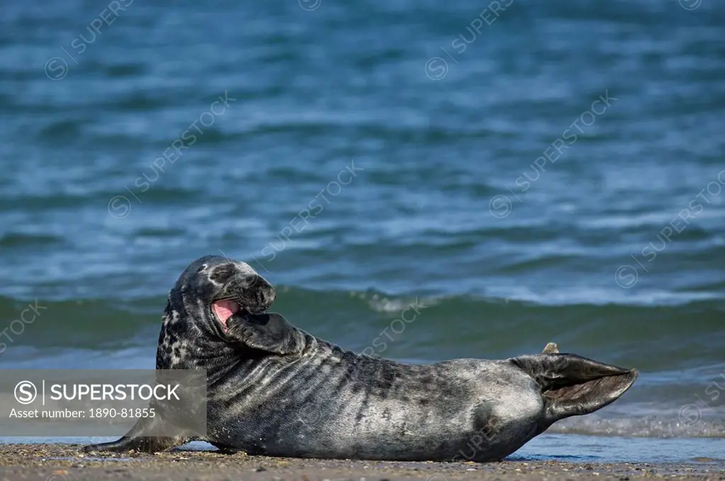 Gray seal grey seal, Halichoerus grypus, Heligoland, Germany, Europe