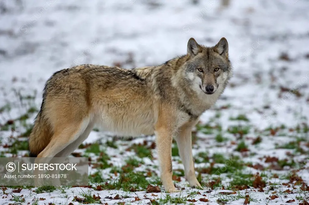 Gray wolf grey wolf, Canis lupus, Wildlife Preserve, Rheinhardswald, Germany, Europe