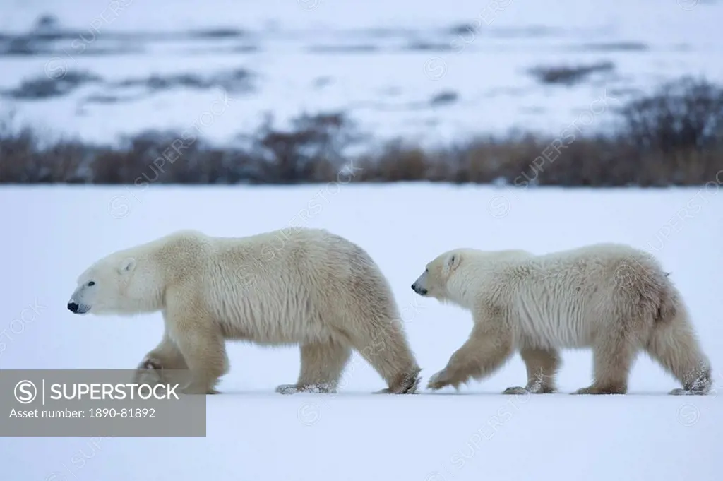 Polar bear with a cub, Ursus maritimus, Churchill, Manitoba, Canada, North America