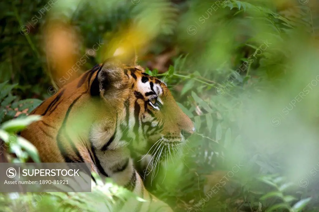 Female Indian tiger Bengal tiger Panthera tigris tigris, Bandhavgarh National Park, Madhya Pradesh state, India, Asia