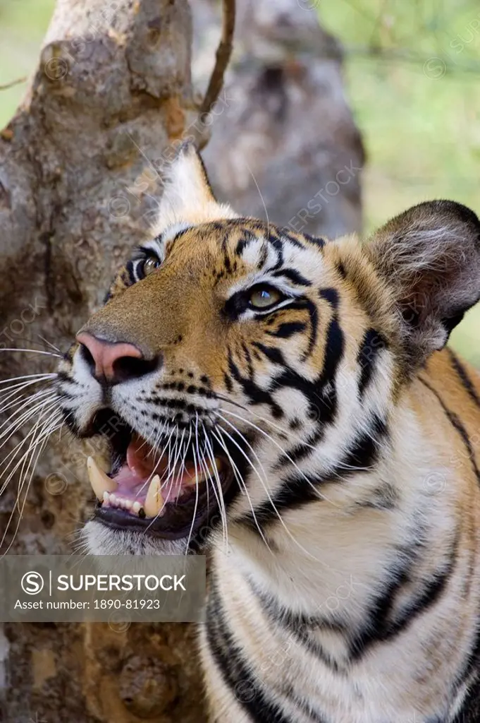 Indian tiger Bengal tiger Panthera tigris tigris, Bandhavgarh National Park, Madhya Pradesh state, India, Asia