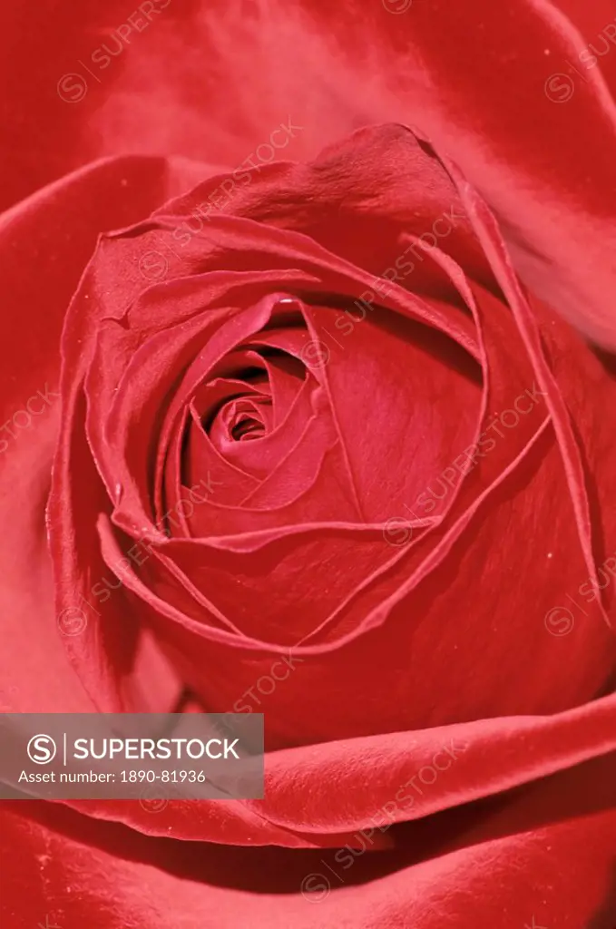 Close_up of a red rose Rosa, Bielefeld, Germany, Europe