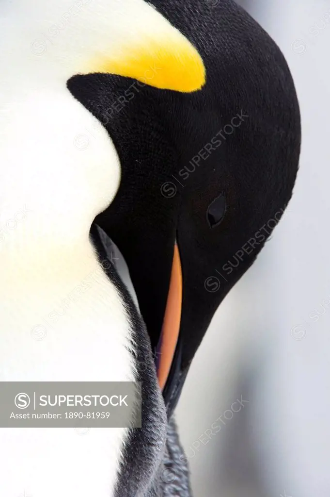 The Emperor Penguin Aptenodytes forsteri is the tallest and heaviest of all living penguin species. It is the only penguin that breeds during the wint...