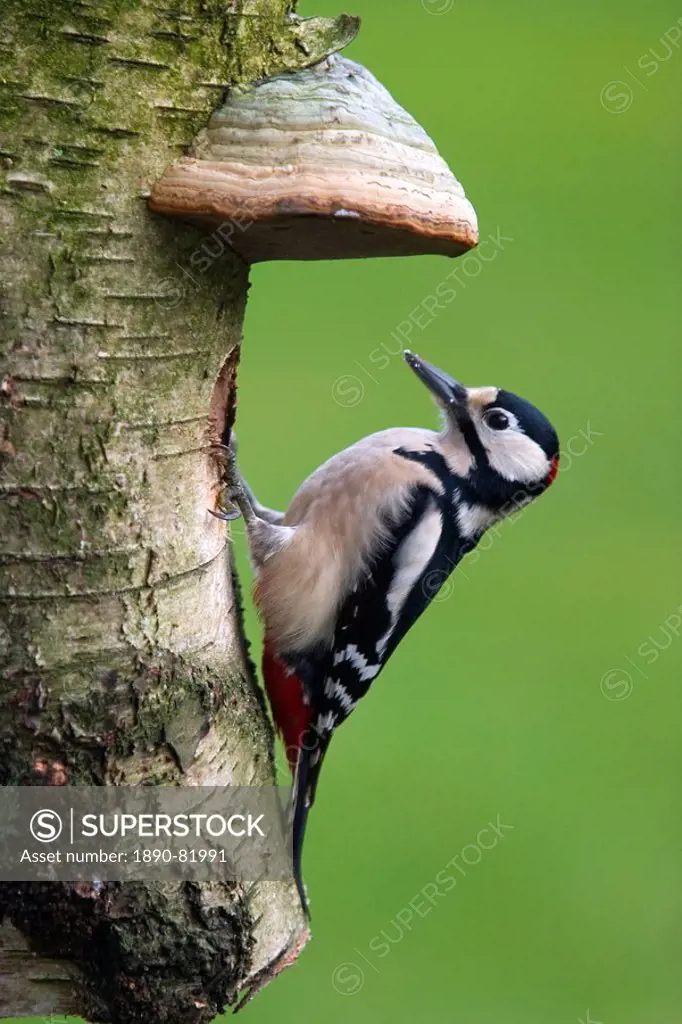 Great Spotted Woodpecker, Dendrocopos major, Bielefeld, Nordrhein Westfalen, Germany