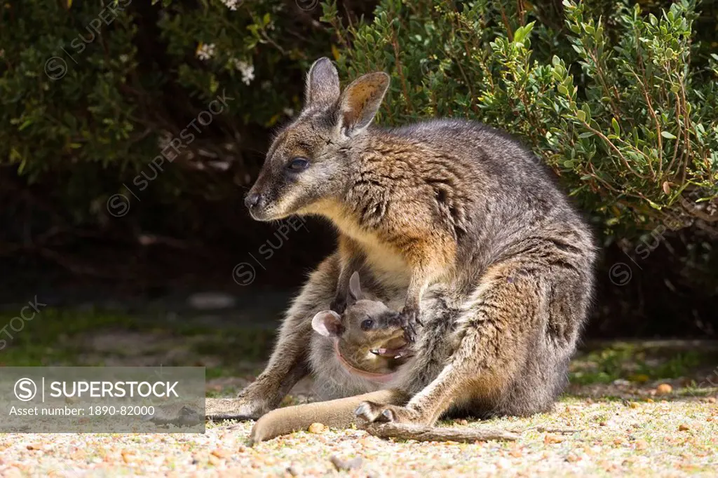 Tammar Wallaby, Macropus eugenii, Flinders Chase N.P., Kangaroo Island, South Australia, Australia