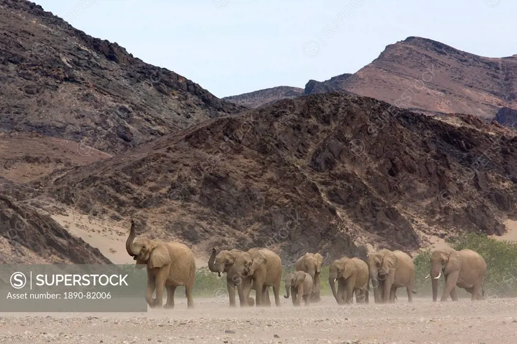 Herd of desert_dwelling elephant Loxodonta africana africana, Namibia, Africa
