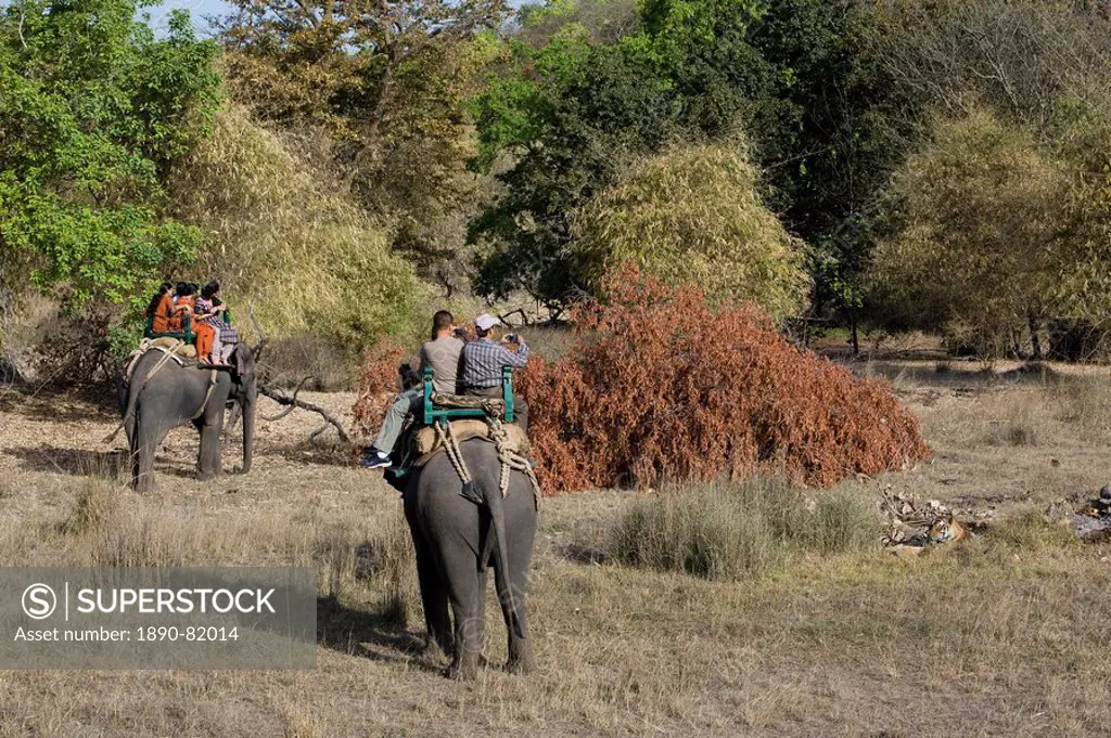Elephant ride and Indian tiger, Bandhavgarh Tiger Reserve, Madhya Pradesh state, India, Asia