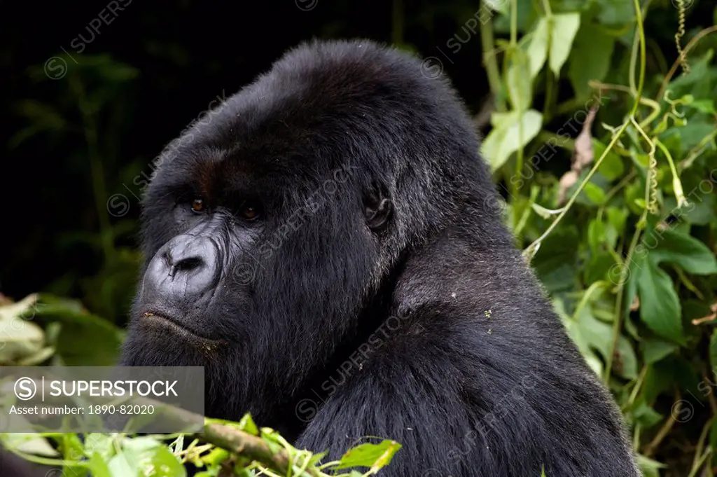 Mountain Gorilla Gorilla gorilla beringei silverback, Kongo, Rwanda, Africa