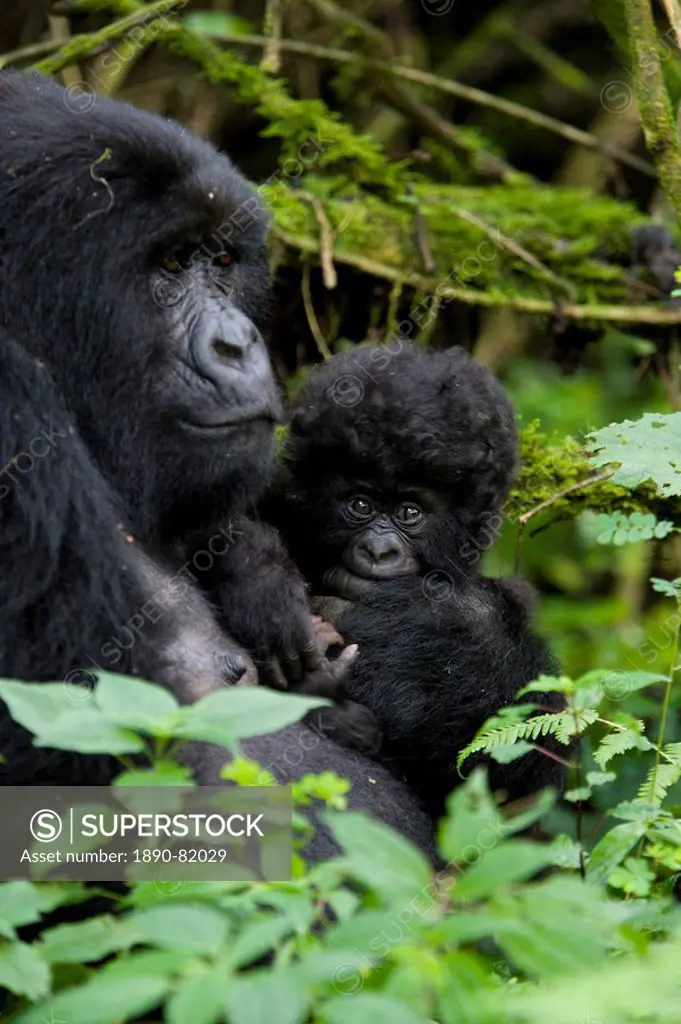 Mountain gorilla Gorilla gorilla beringei with her baby, Kongo, Rwanda, Africa