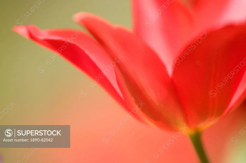 Tulip, Tulipa spec., Bielefeld, NRW, Germany