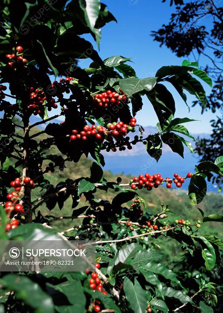 Close_up of coffee plant and beans, Lago Atitlan Lake Atitlan beyond, Guatemala, Central America