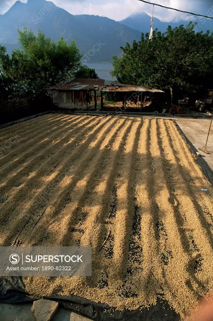 Coffee beans drying in the sun, San Pedro, Atitlan Lake, Guatemala, Central America