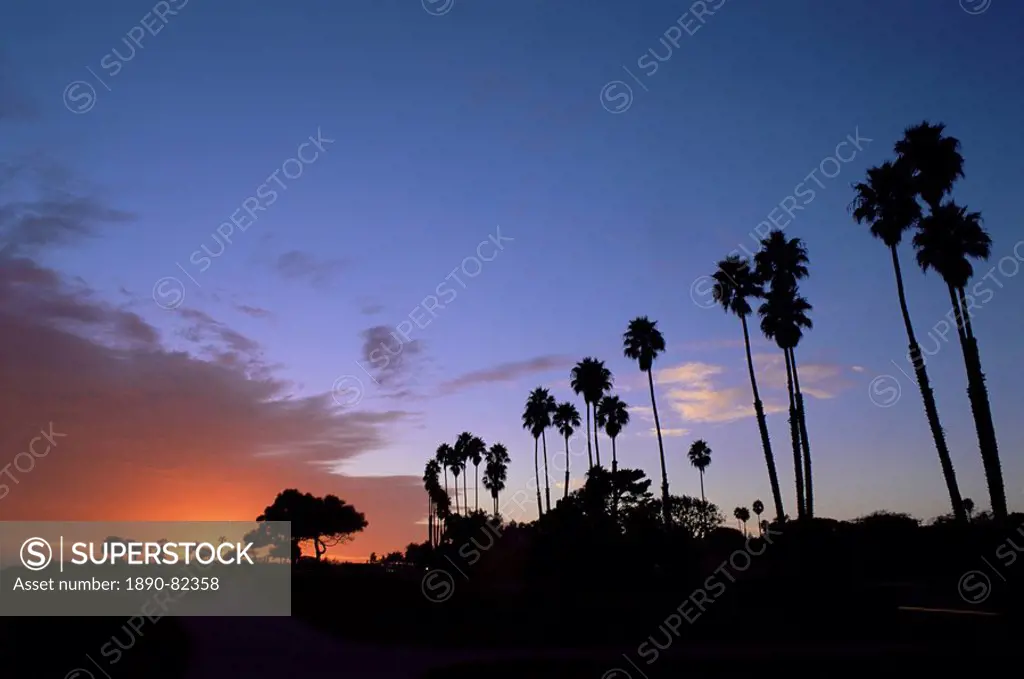 Palm trees in silhouette in park on bluff overlooking the Pacific Ocean, Santa Barbara, California, United States of America U.S.A., North America