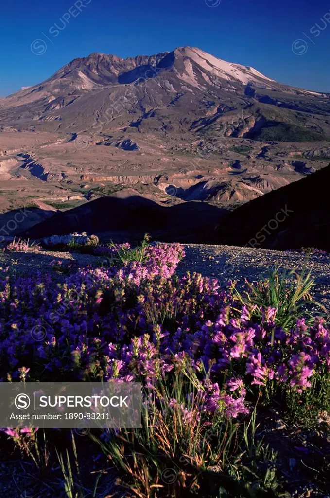 Penstemon flowers, Mount St. Helens, Mount St. Helens National Volcanic Monument, Washington state, United States of America, North America
